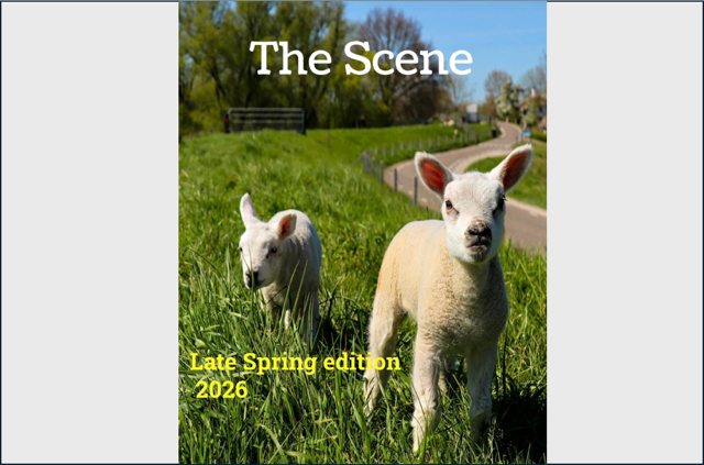 Lambs in a field with blue sky