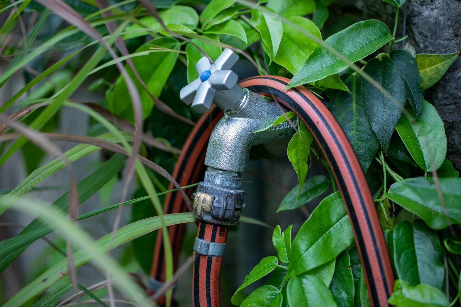 a garden hose is connected to a tree