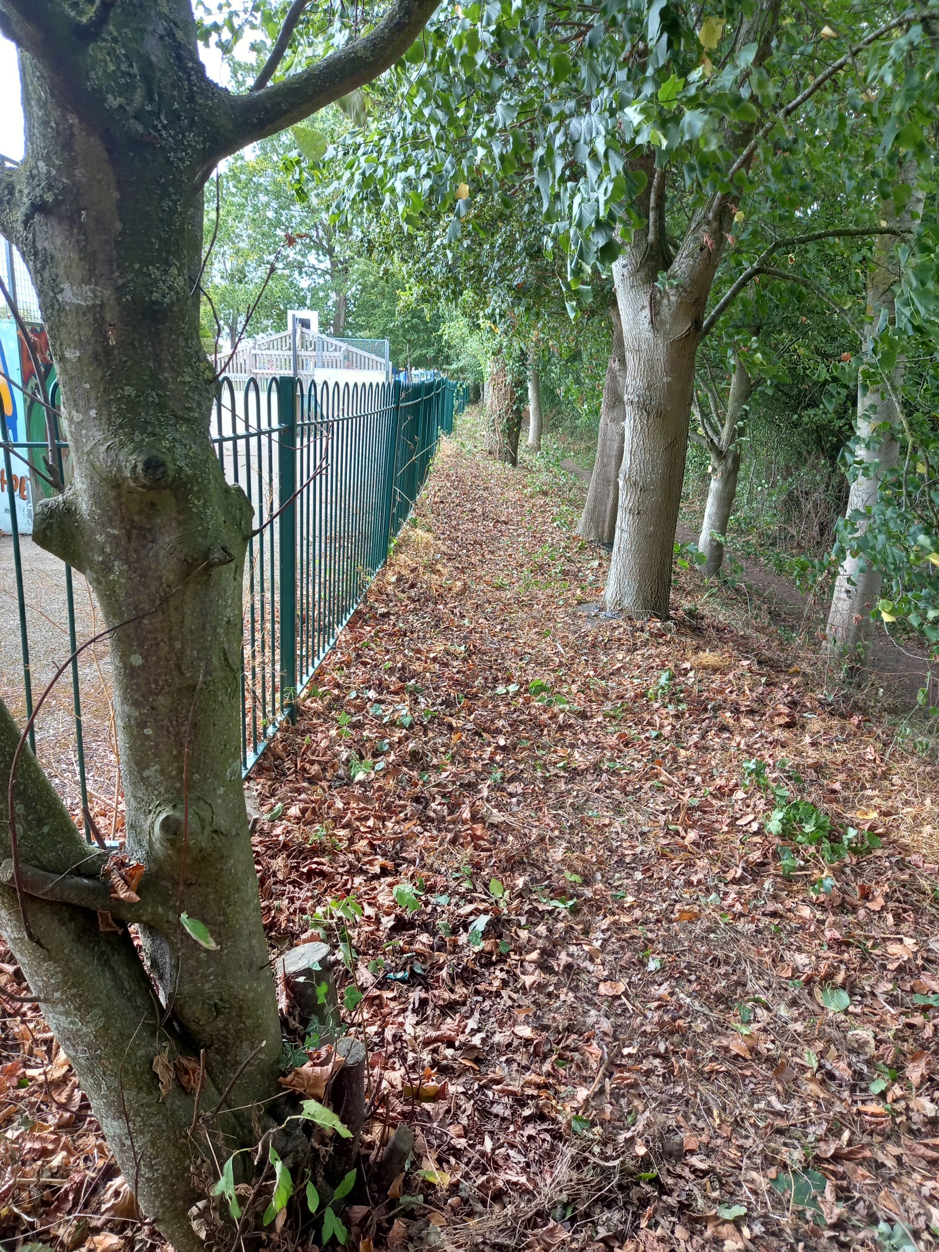 Photograph of a wooded area with a metal fence running through it, separating a leaf-covered ground on one side from a path or cleared area on the other. Trees with green foliage line the fence, and a building is partially visible in the background beyond the fence.